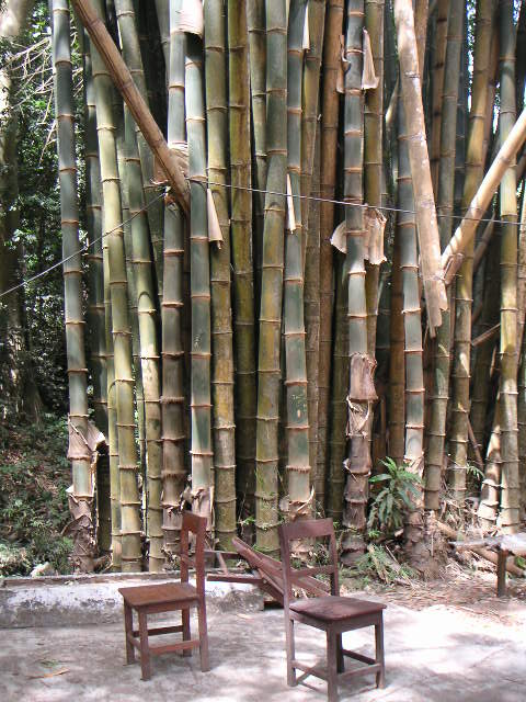 bamboo